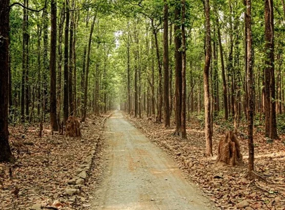 Sitabani Timberland Save